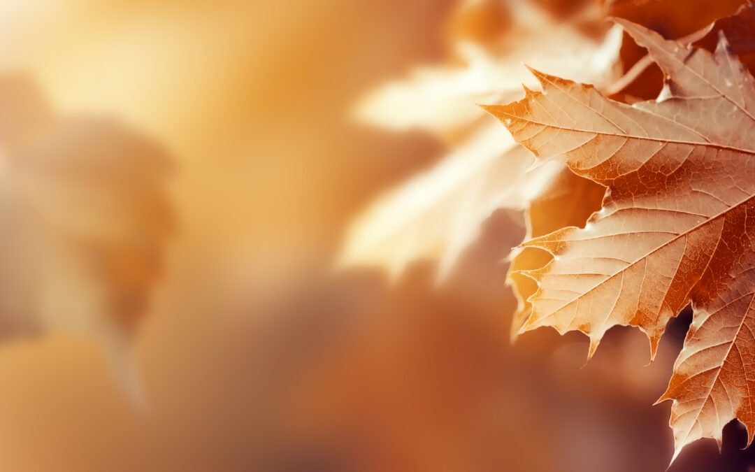 Wenn der Herbst an die Tür klopft: Deine natürliche Wellness-Strategie für die goldene Jahreszeit