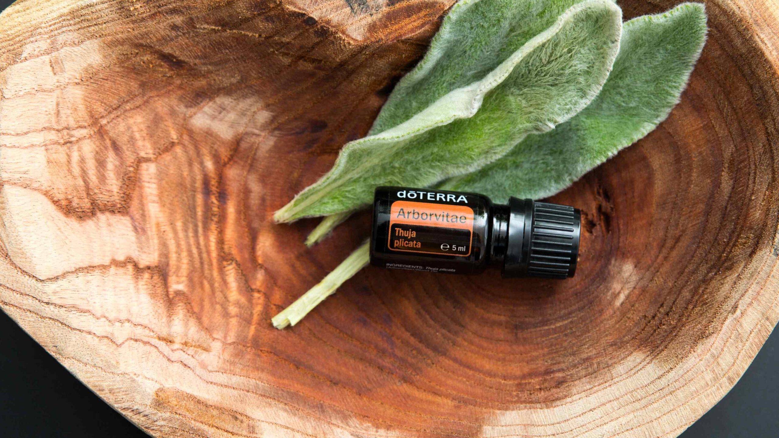 Arborvitae, eines der ätherischen Öle für stürmische Zeiten im Herbst